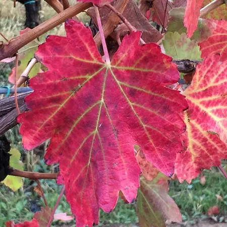 Il Giardino Alojamento de Acomodação e Pequeno-almoço *