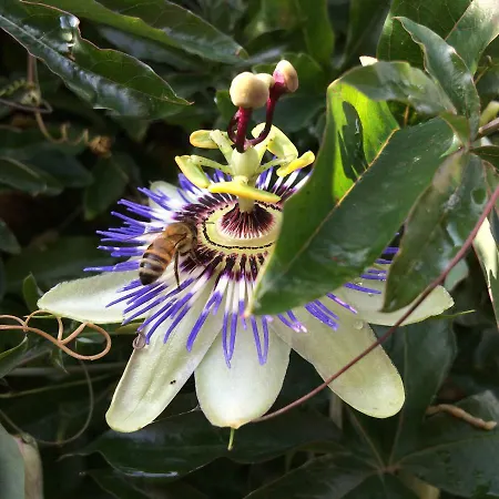 Il Giardino *
