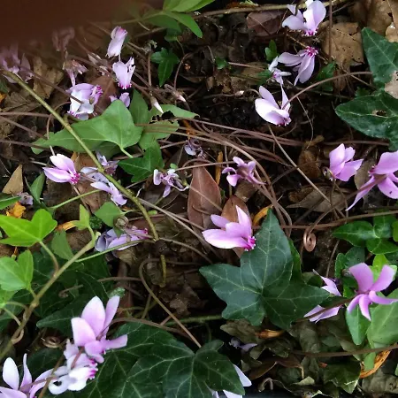 Alojamento de Acomodação e Pequeno-almoço Il Giardino *