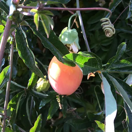 Il Giardino Castelvetro di Modena