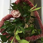 Bed & Breakfast Il Giardino