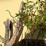 Bed & Breakfast Il Giardino 3*