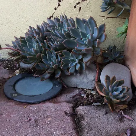 Il Giardino Panzió Castelvetro di Modena