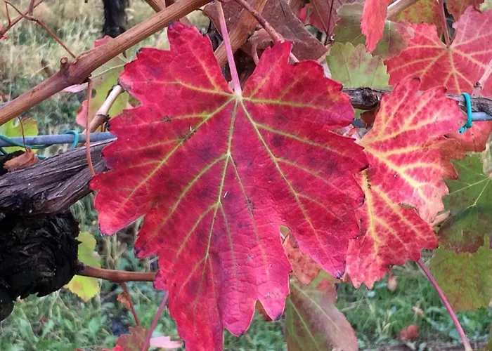 Il Giardino Couette-café 3*