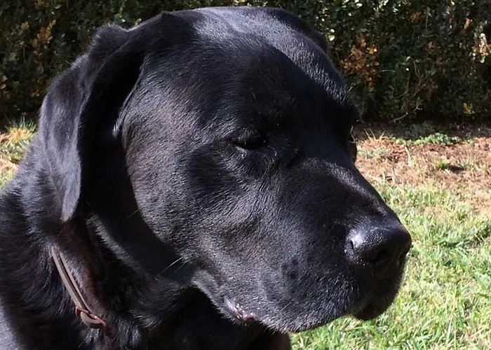 Couette-café Il Giardino Castelvetro di Modena