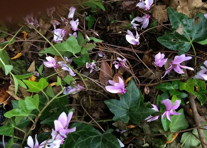 Couette-café Il Giardino 3*