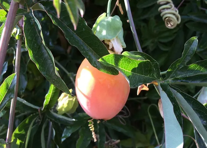 Il Giardino Castelvetro di Modena
